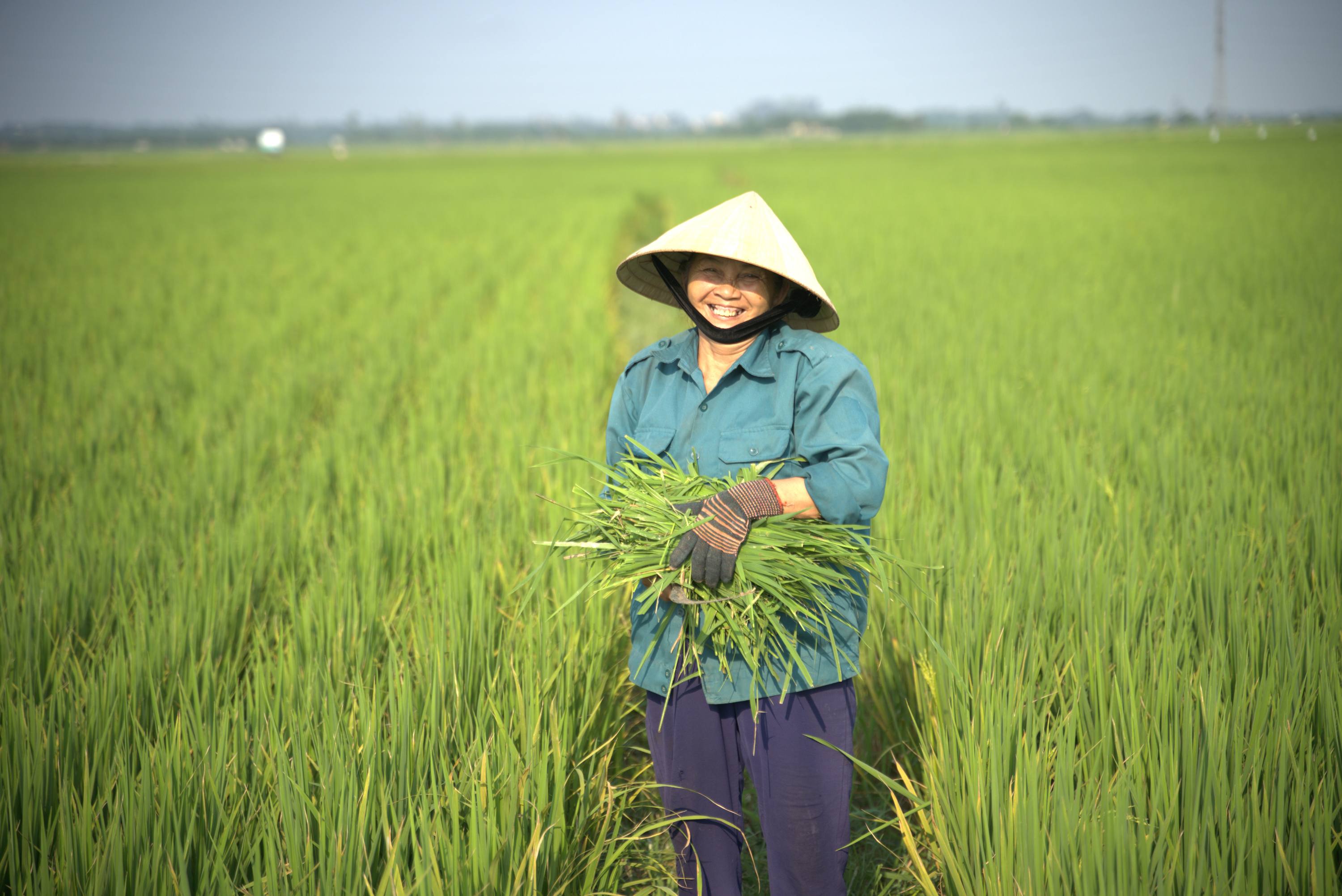 SEpon ST25 ORGANIC FRAGRANT WHITE RICE FROM QUANG TRI, VIETNAM – 5KG BAG FOR EXPORT 2