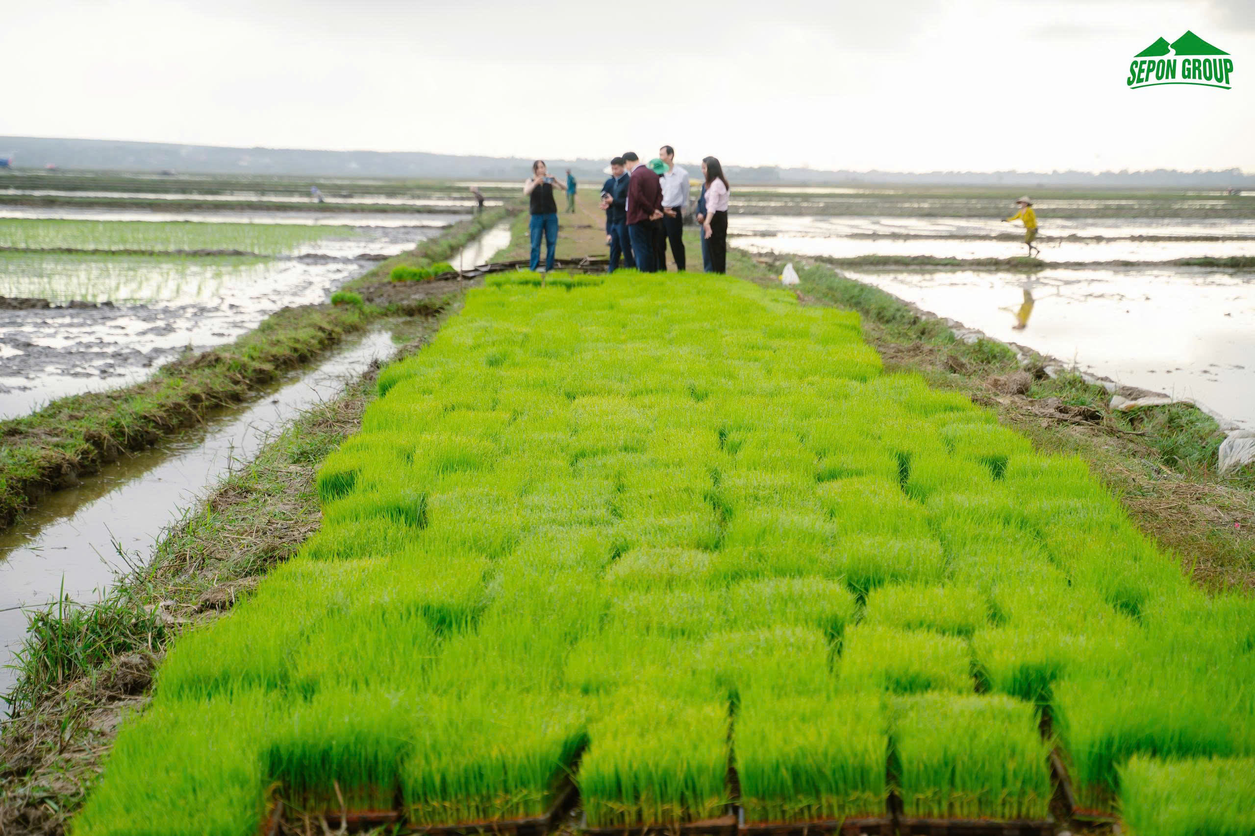 SEpon ST25 ORGANIC FRAGRANT WHITE RICE FROM QUANG TRI, VIETNAM – 5KG BAG FOR EXPORT 4