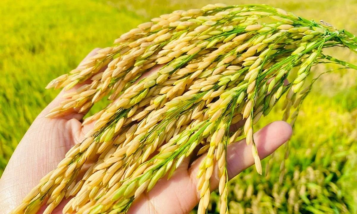 VIETNAMESE OM5451 WHITE RICE FOR EXPORT – 5% BROKEN, SOFT COOKING RICE, 4.5KG BOPP PACKAGING 3