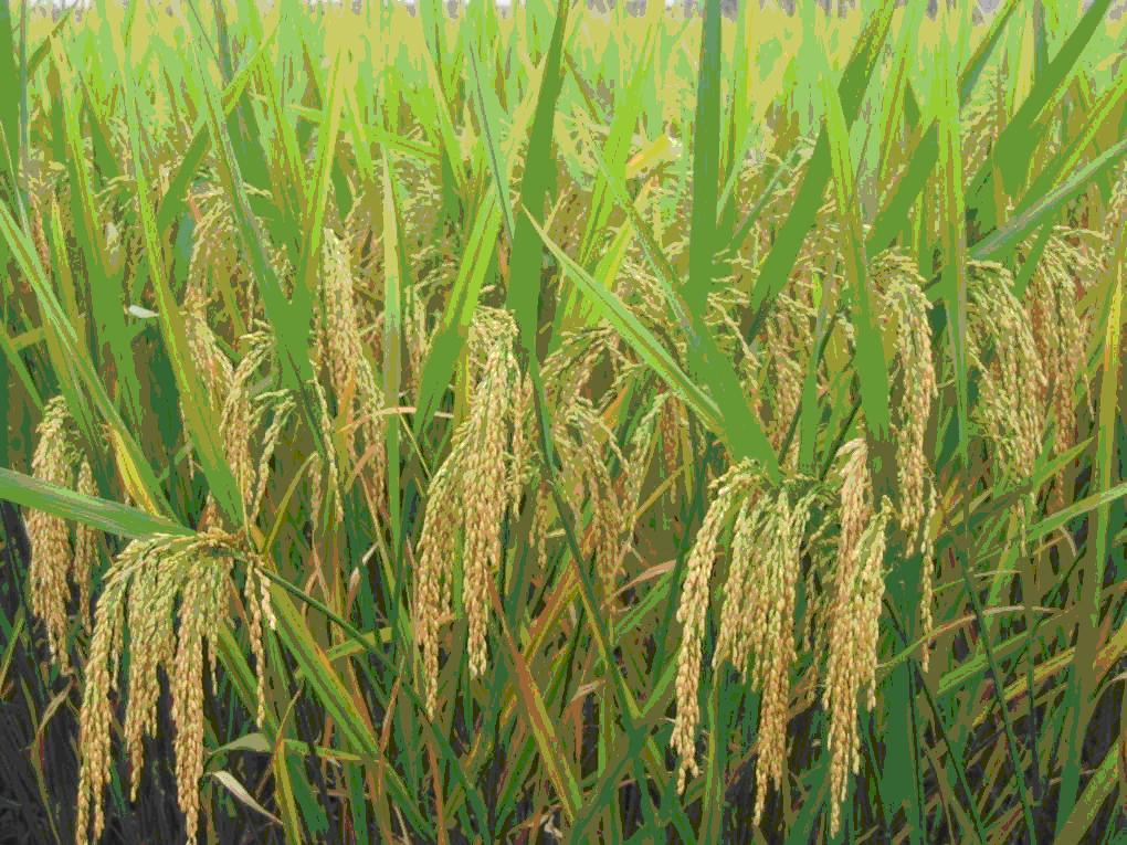 HIGH-QUALITY VIETNAMESE ALL-PURPOSE RICE FLOUR FOR EXPORT – GRADE A, 25KG & 50KG BULK BAGS 3
