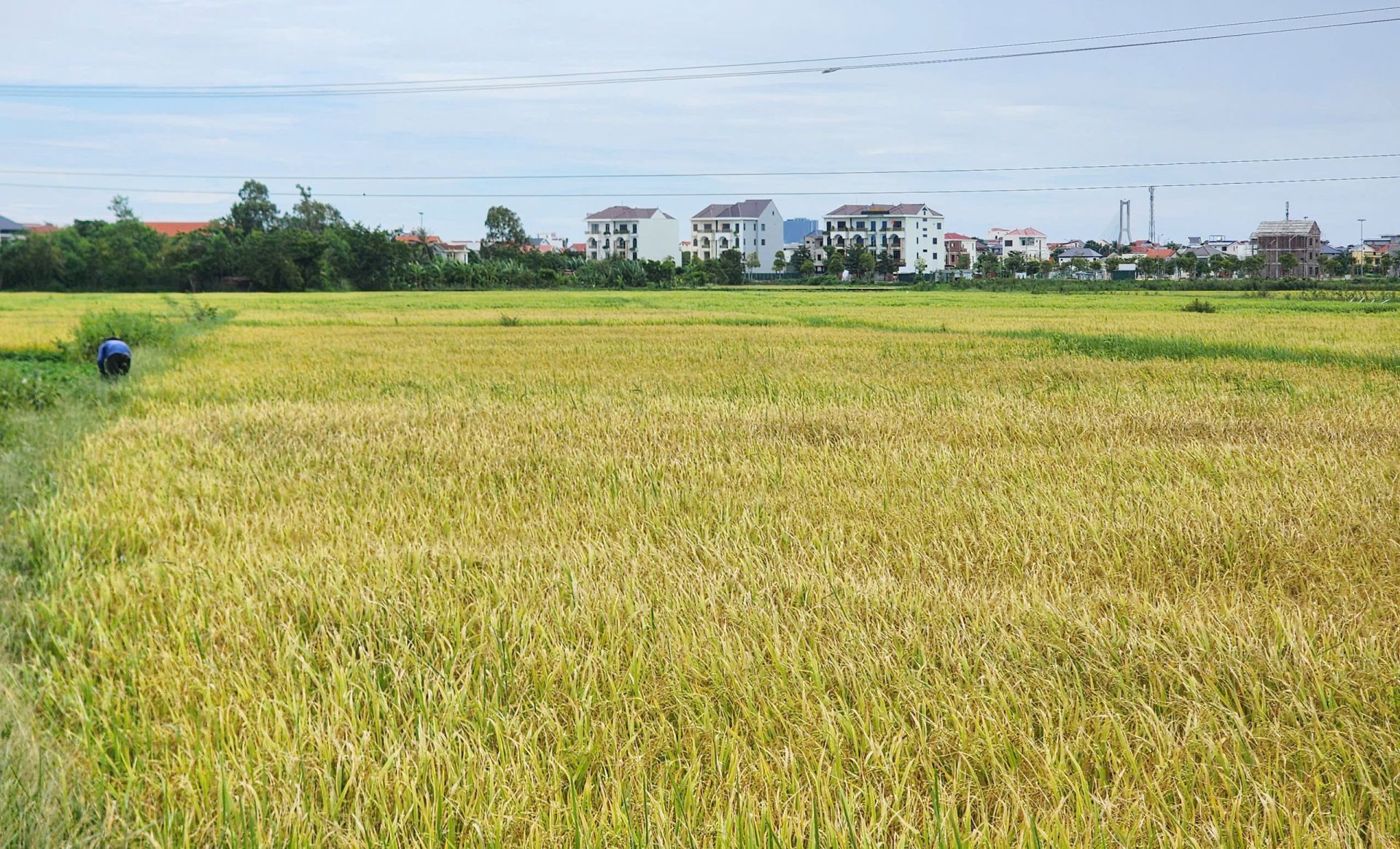 HIGH-QUALITY VIETNAMESE ALL-PURPOSE RICE FLOUR FOR EXPORT – GRADE A, 25KG & 50KG BULK BAGS 4