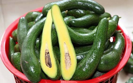 PREMIUM VIETNAMESE LAM HA AVOCADO FOR EXPORT – HIGH-QUALITY FRESH AVOCADOS FROM LAM DONG 2