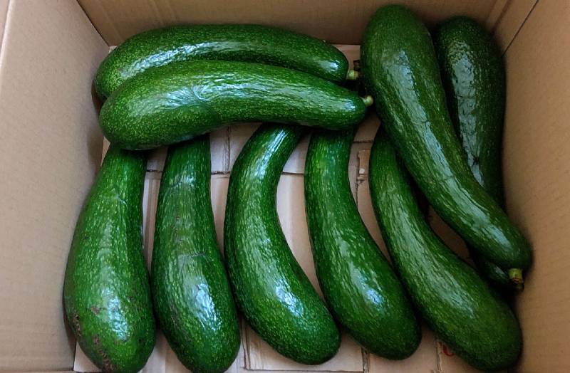 PREMIUM VIETNAMESE LAM HA AVOCADO FOR EXPORT – HIGH-QUALITY FRESH AVOCADOS FROM LAM DONG 3