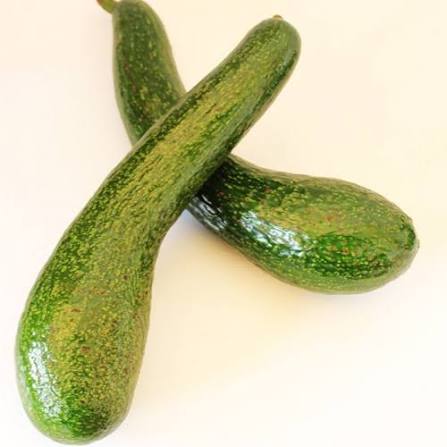 PREMIUM VIETNAMESE LAM HA AVOCADO FOR EXPORT – HIGH-QUALITY FRESH AVOCADOS FROM LAM DONG 4