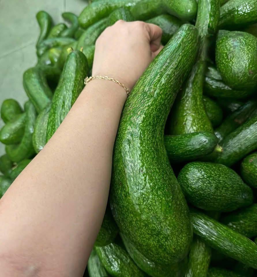 PREMIUM VIETNAMESE BOOTH 8 AVOCADO FOR EXPORT – HIGH-QUALITY FRESH AVOCADO WHOLESALE SUPPLY