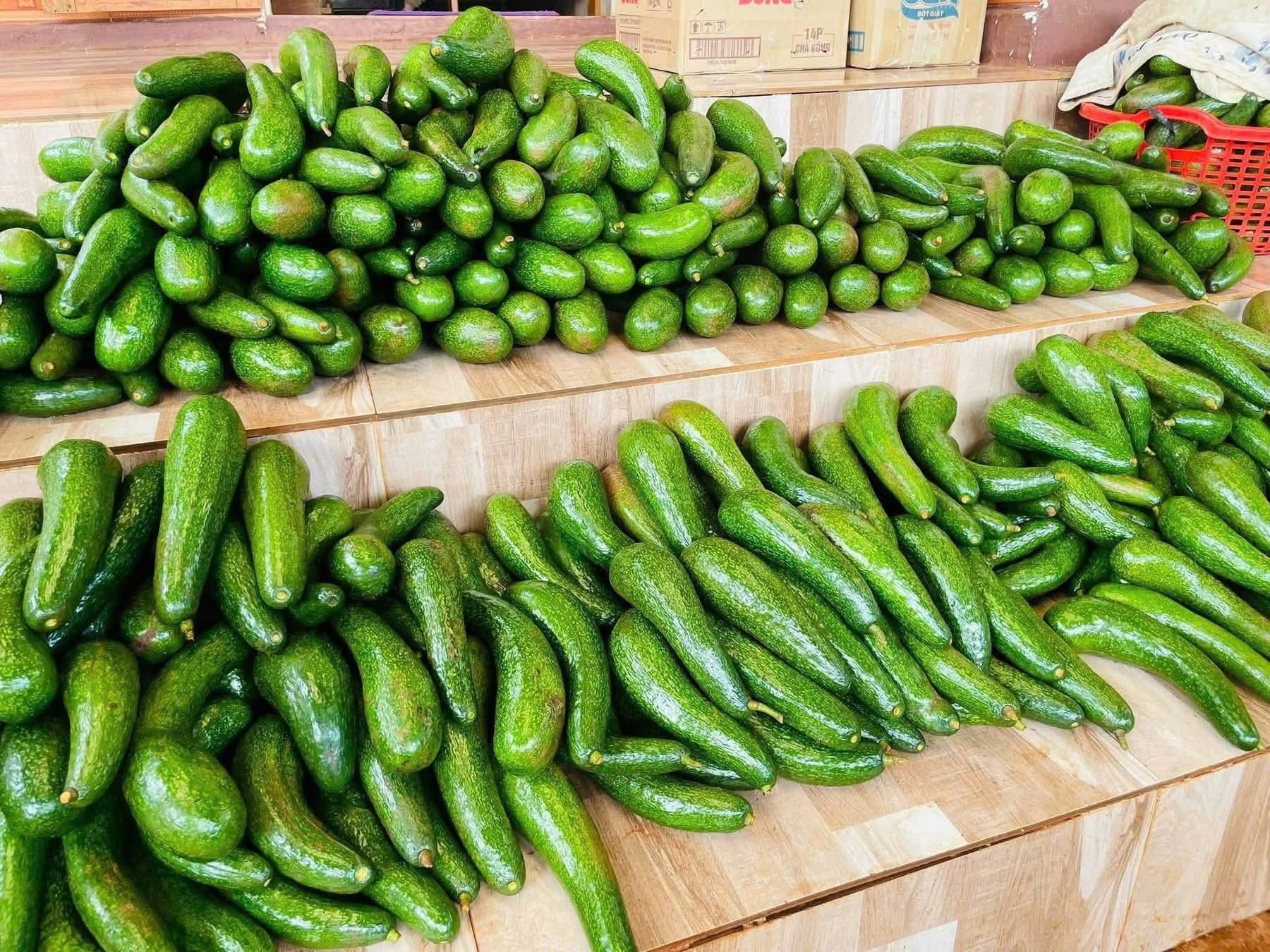 PREMIUM VIETNAMESE BOOTH 8 AVOCADO FOR EXPORT – HIGH-QUALITY FRESH AVOCADO WHOLESALE SUPPLY 3
