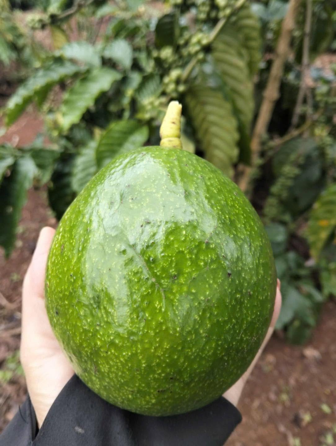 PREMIUM VIETNAMESE FROZEN AVOCADO FOR EXPORT – WHOLESALE BULK SUPPLY AT COMPETITIVE PRICES 2