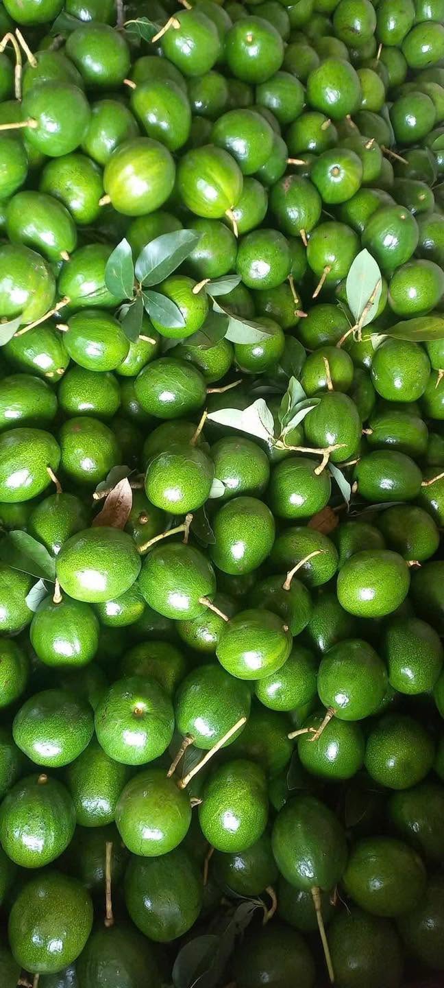 PREMIUM VIETNAMESE FROZEN AVOCADO FOR EXPORT – WHOLESALE BULK SUPPLY AT COMPETITIVE PRICES 3