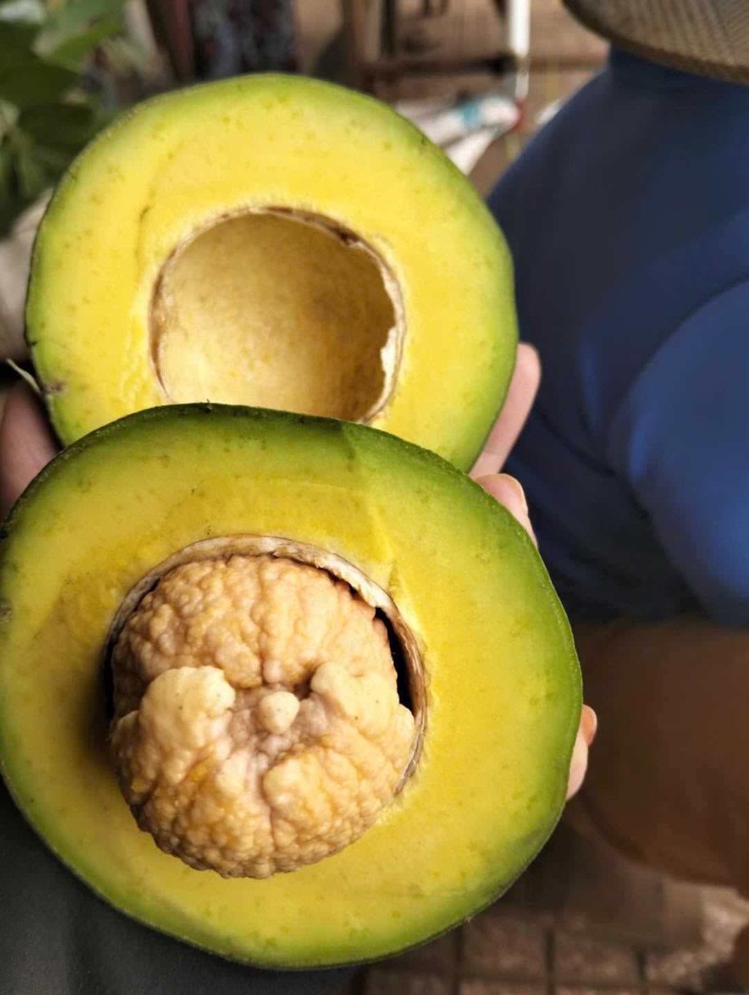 PREMIUM VIETNAMESE FROZEN AVOCADO FOR EXPORT – WHOLESALE BULK SUPPLY AT COMPETITIVE PRICES 4