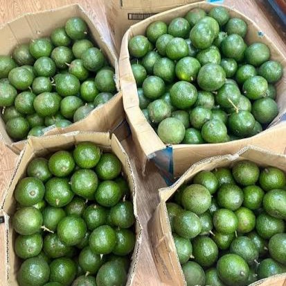 PREMIUM VIETNAMESE LAMB HASS AVOCADO FOR EXPORT – HIGH-QUALITY FRESH AVOCADO WHOLESALE SUPPLY