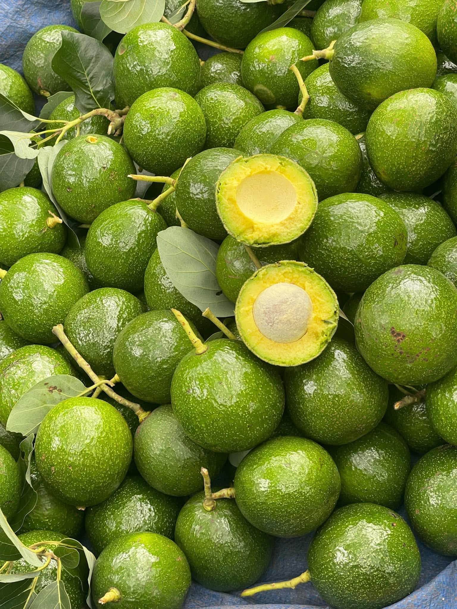 PREMIUM VIETNAMESE LAMB HASS AVOCADO FOR EXPORT – HIGH-QUALITY FRESH AVOCADO WHOLESALE SUPPLY 2