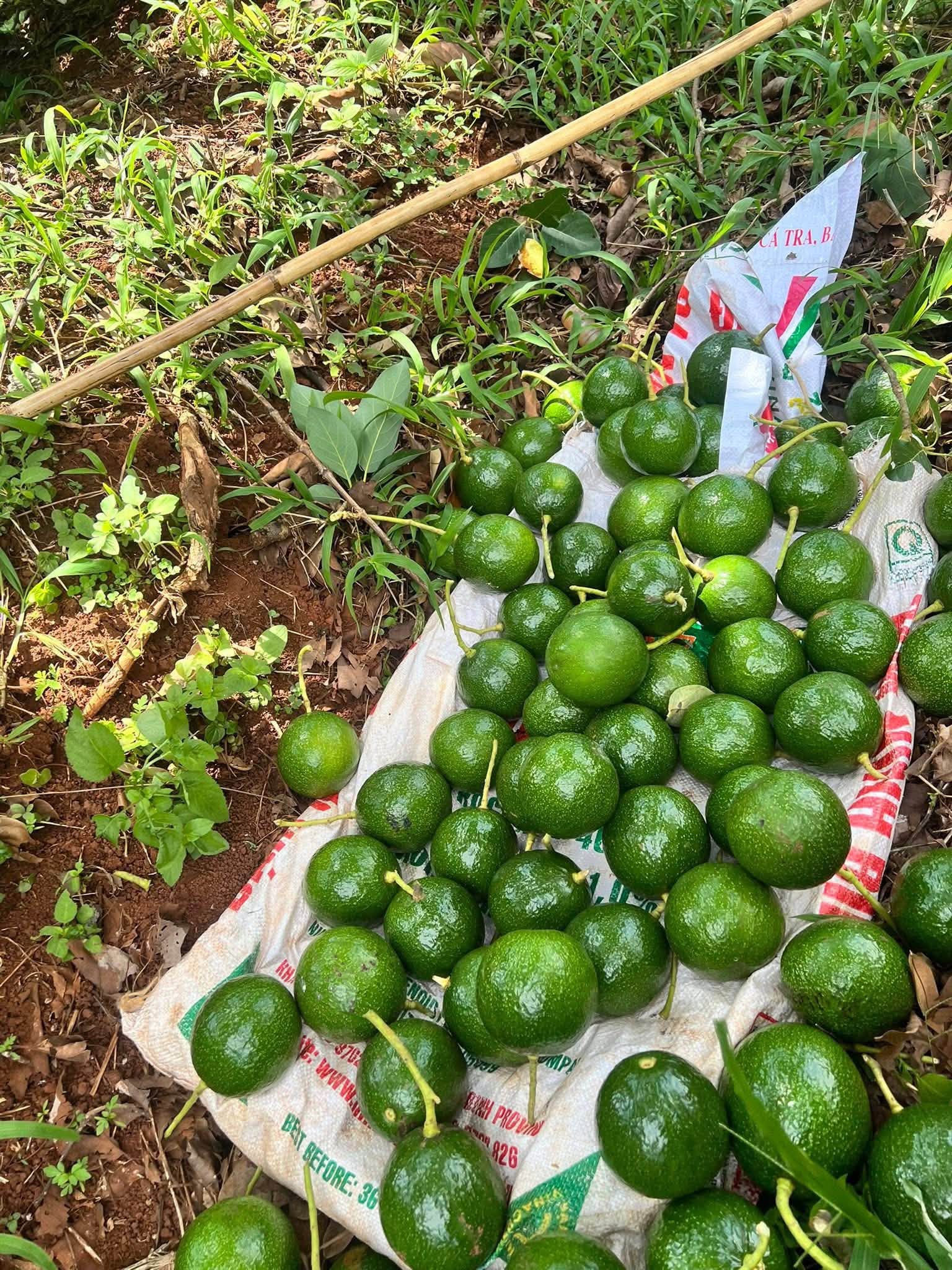 PREMIUM VIETNAMESE LAMB HASS AVOCADO FOR EXPORT – HIGH-QUALITY FRESH AVOCADO WHOLESALE SUPPLY 3