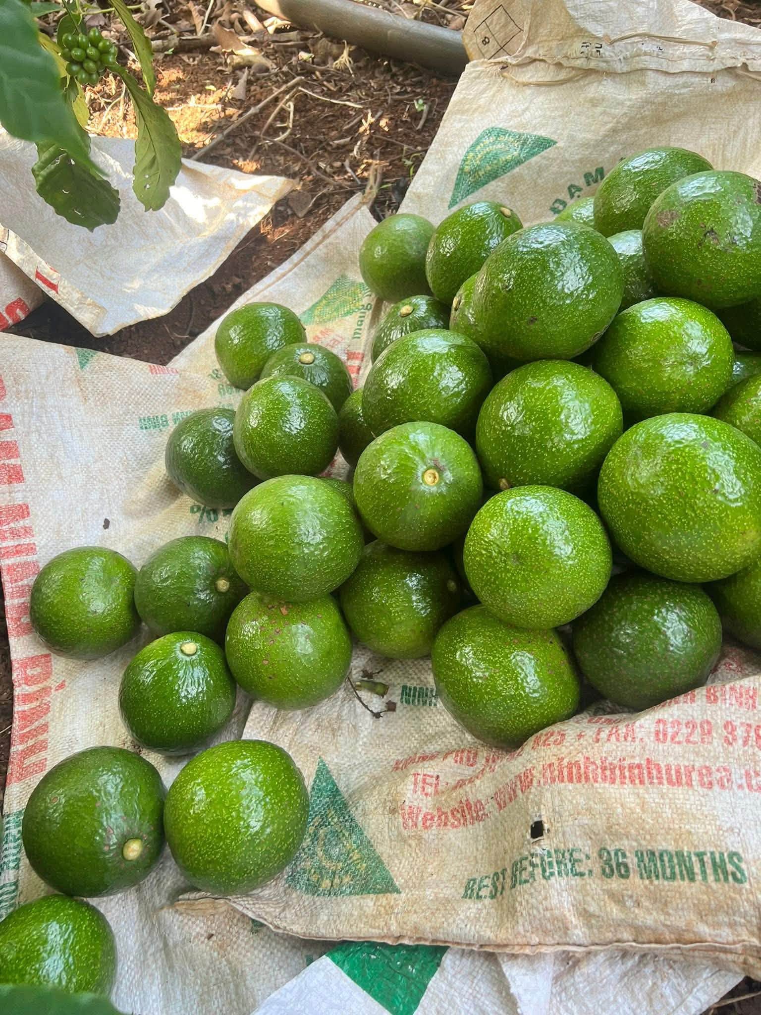 PREMIUM VIETNAMESE LAMB HASS AVOCADO FOR EXPORT – HIGH-QUALITY FRESH AVOCADO WHOLESALE SUPPLY 4
