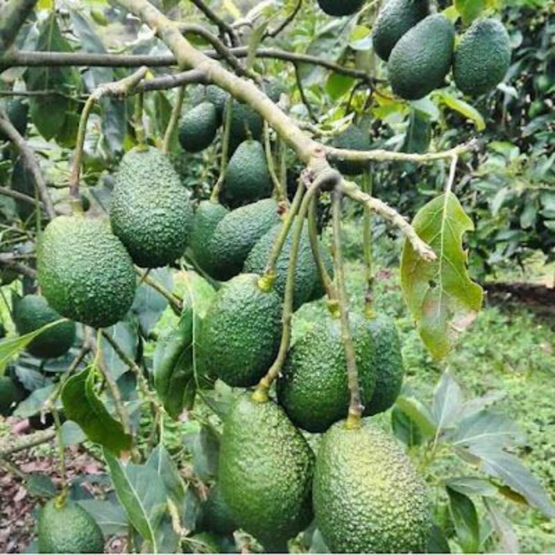 PREMIUM VIETNAMESE ETTINGER AVOCADO FOR EXPORT – FRESH AVOCADO WHOLESALE SUPPLY