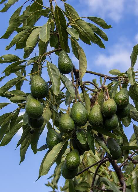 PREMIUM VIETNAMESE ETTINGER AVOCADO FOR EXPORT – FRESH AVOCADO WHOLESALE SUPPLY 3