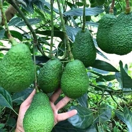 PREMIUM VIETNAMESE ETTINGER AVOCADO FOR EXPORT – FRESH AVOCADO WHOLESALE SUPPLY 4