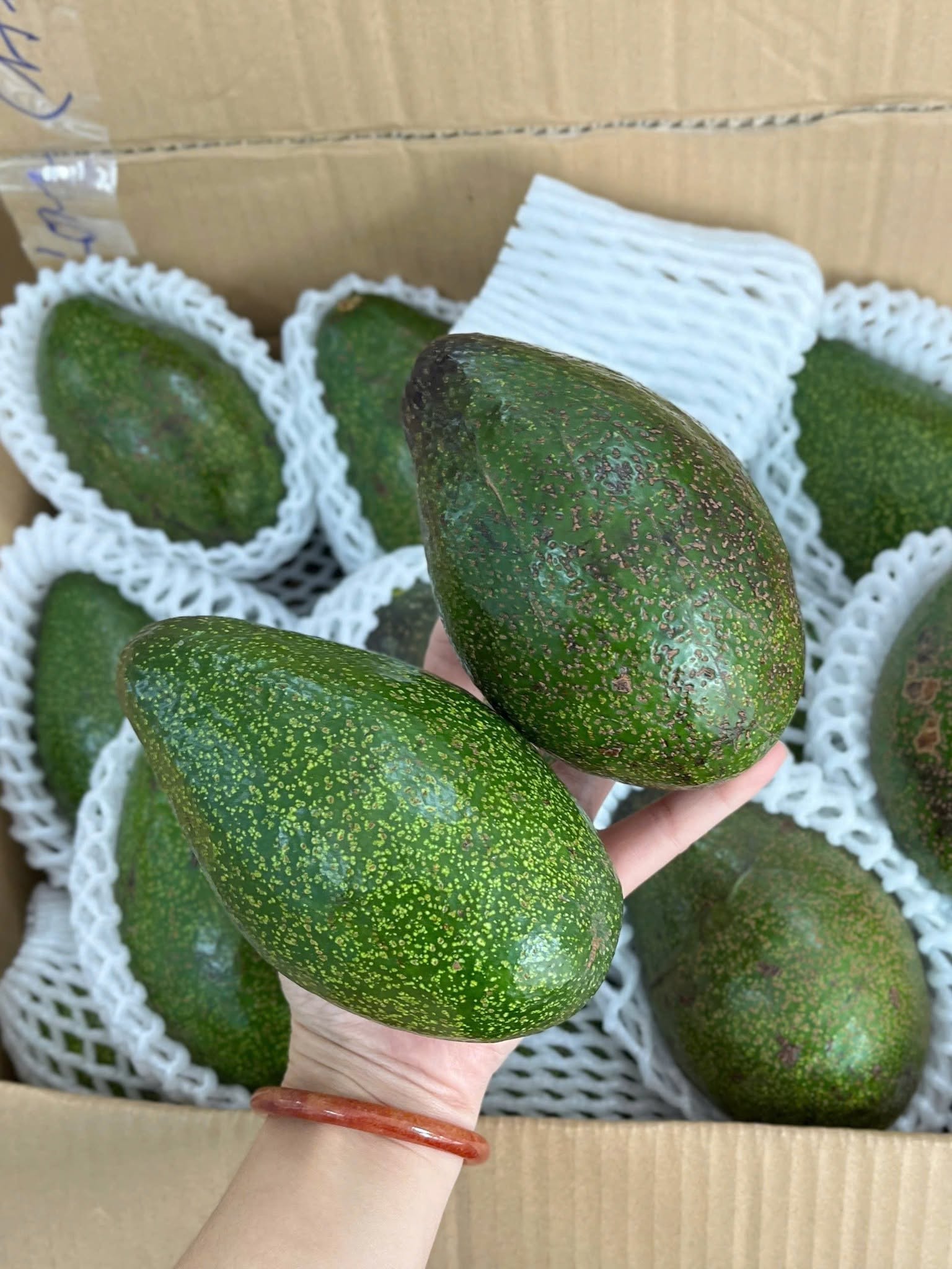 PREMIUM VIETNAMESE SHARWIL AVOCADO FOR EXPORT – HIGH-QUALITY FRESH AVOCADO WHOLESALE SUPPLY 2