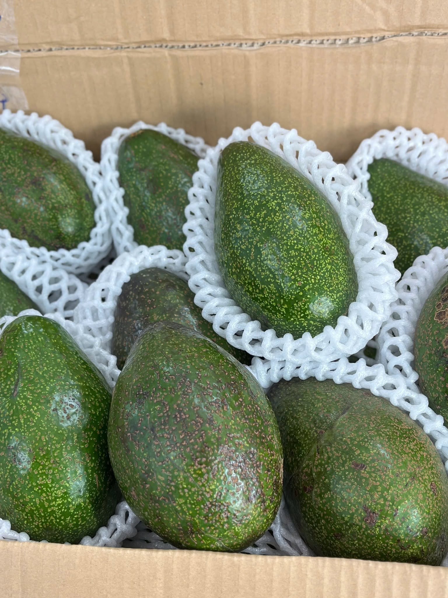 PREMIUM VIETNAMESE SHARWIL AVOCADO FOR EXPORT – HIGH-QUALITY FRESH AVOCADO WHOLESALE SUPPLY 3