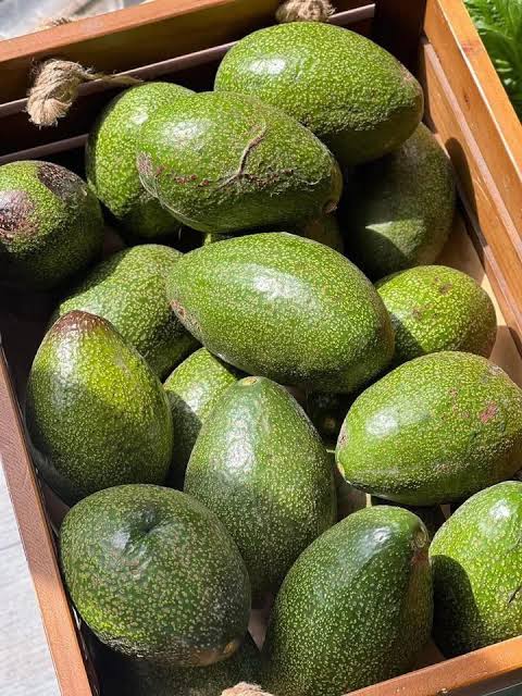 PREMIUM VIETNAMESE FUERTE AVOCADO FOR EXPORT – HIGH-QUALITY FRESH AVOCADO WHOLESALE SUPPLY 4