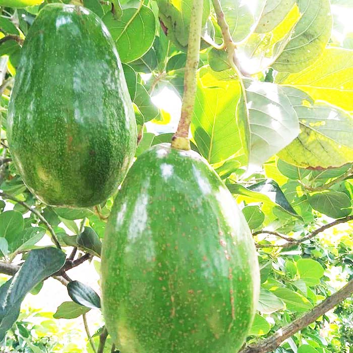 PREMIUM VIETNAMESE 036 AVOCADO FOR EXPORT – HIGH-QUALITY FRESH AVOCADO WHOLESALE SUPPLY