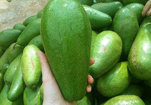 PREMIUM VIETNAMESE 036 AVOCADO FOR EXPORT – HIGH-QUALITY FRESH AVOCADO WHOLESALE SUPPLY 2