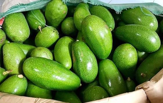 PREMIUM VIETNAMESE 036 AVOCADO FOR EXPORT – HIGH-QUALITY FRESH AVOCADO WHOLESALE SUPPLY 3