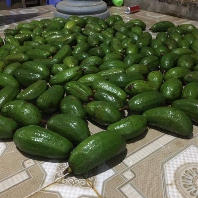 PREMIUM VIETNAMESE GEM AVOCADO FOR EXPORT – HIGH-QUALITY FRESH AVOCADO WHOLESALE SUPPLY
