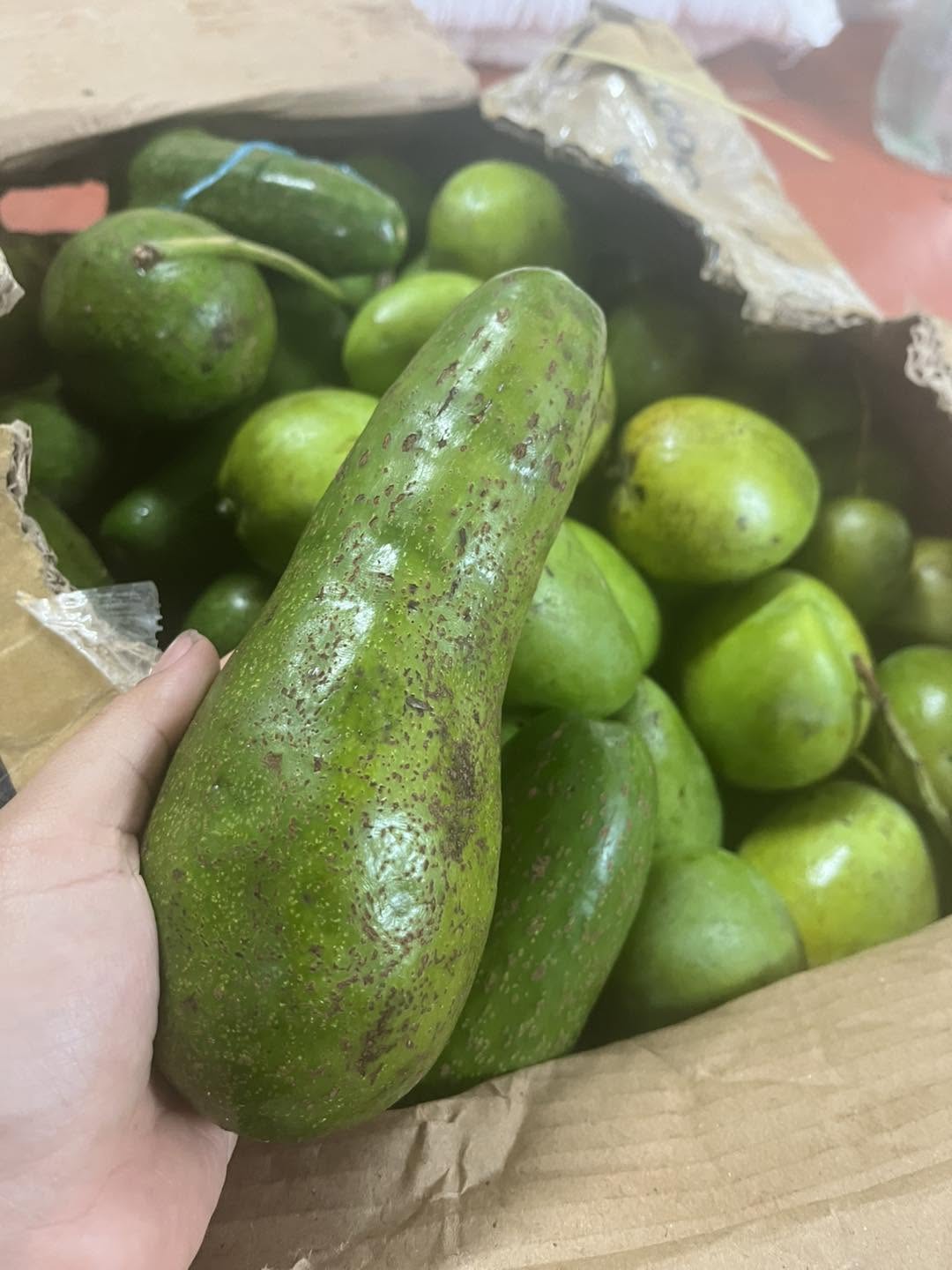 PREMIUM VIETNAMESE GEM AVOCADO FOR EXPORT – HIGH-QUALITY FRESH AVOCADO WHOLESALE SUPPLY 2