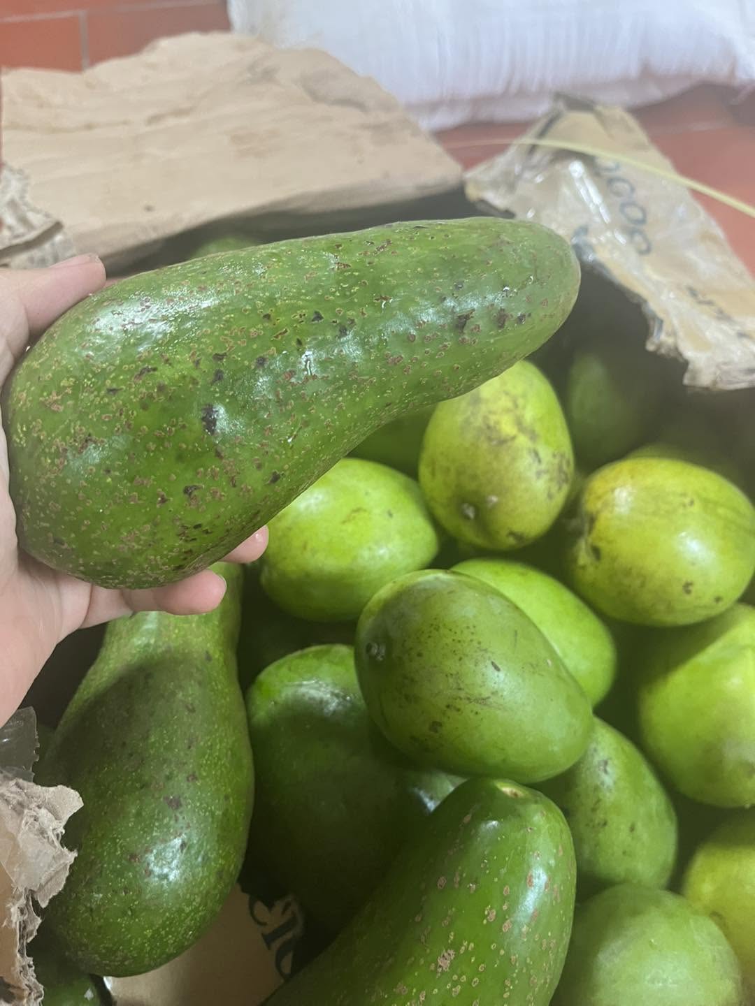 PREMIUM VIETNAMESE GEM AVOCADO FOR EXPORT – HIGH-QUALITY FRESH AVOCADO WHOLESALE SUPPLY 3