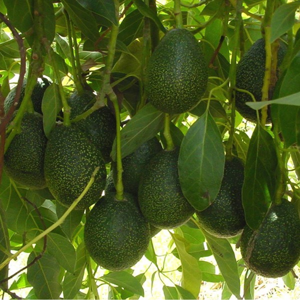 PREMIUM VIETNAMESE HASS AVOCADO FOR EXPORT – FRESH & FROZEN AVOCADO WHOLESALE BULK SUPPLY