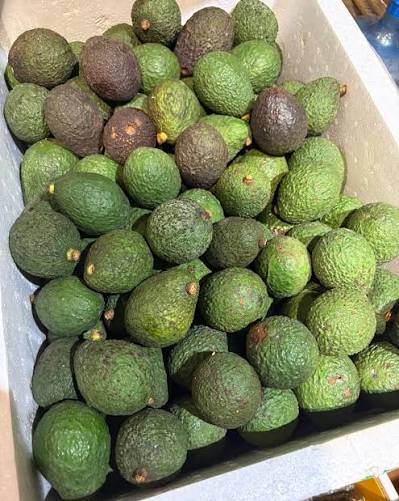 PREMIUM VIETNAMESE HASS AVOCADO FOR EXPORT – FRESH & FROZEN AVOCADO WHOLESALE BULK SUPPLY 2