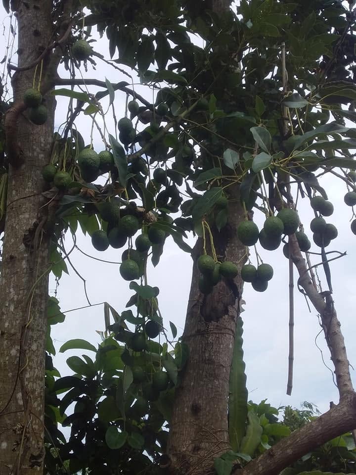 PREMIUM VIETNAMESE HASS AVOCADO FOR EXPORT – FRESH & FROZEN AVOCADO WHOLESALE BULK SUPPLY 3