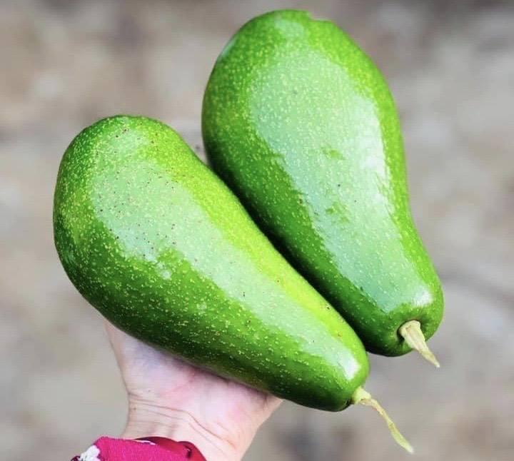 PREMIUM VIETNAMESE LAM DONG BUTTER AVOCADO FOR EXPORT – FRESH AVOCADO WHOLESALE SUPPLY 2