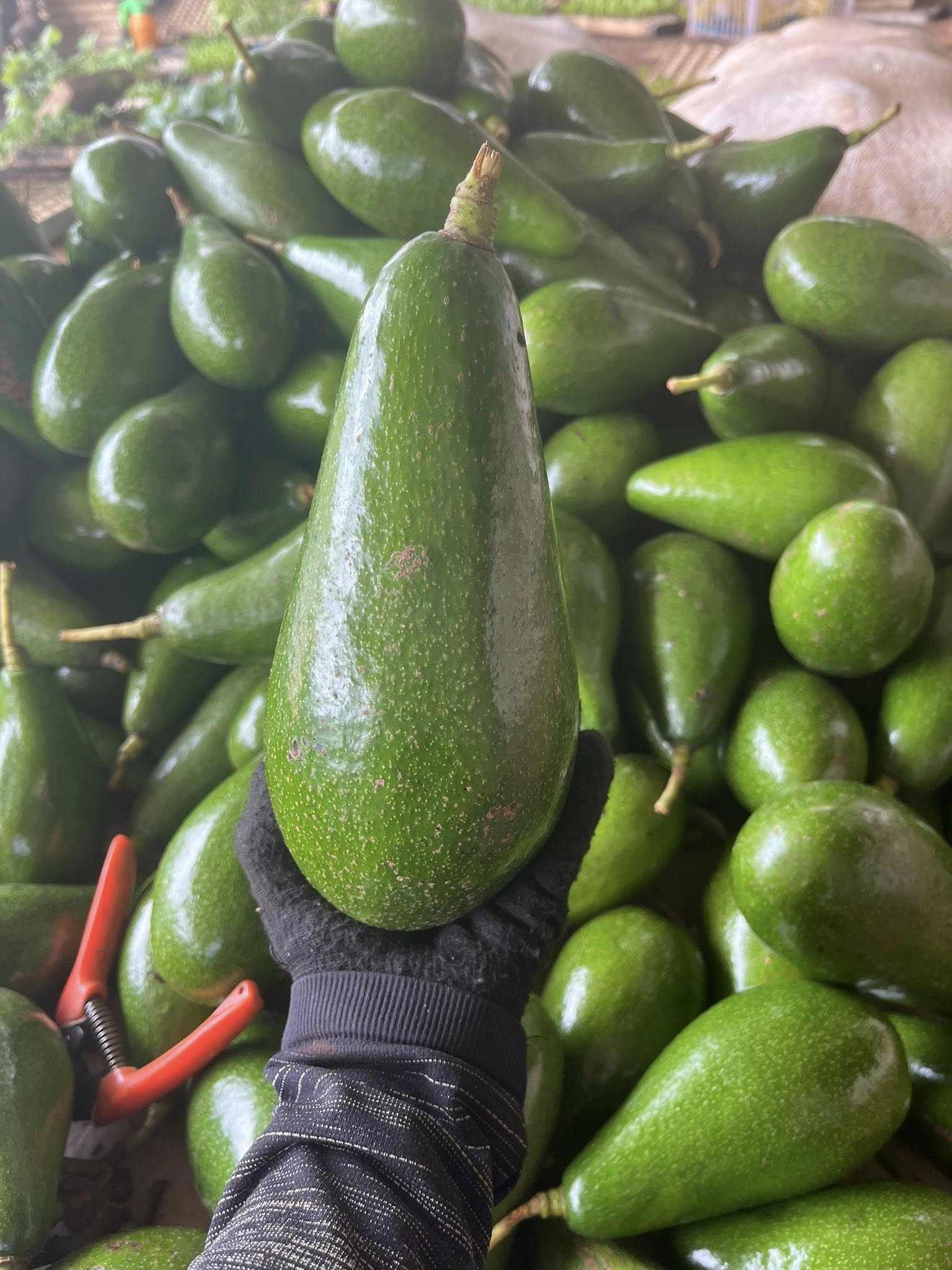 PREMIUM VIETNAMESE LAM DONG BUTTER AVOCADO FOR EXPORT – FRESH AVOCADO WHOLESALE SUPPLY 4