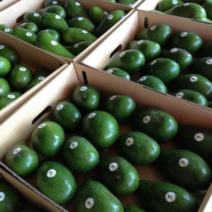PREMIUM VIETNAMESE FRESH AVOCADO FOR EXPORT – HASS & FUERTE VARIETIES, WHOLESALE BULK SUPPLY