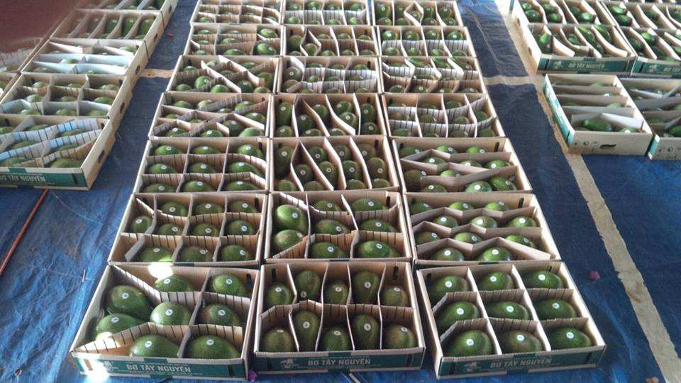 PREMIUM VIETNAMESE FRESH AVOCADO FOR EXPORT – HASS & FUERTE VARIETIES, WHOLESALE BULK SUPPLY 2