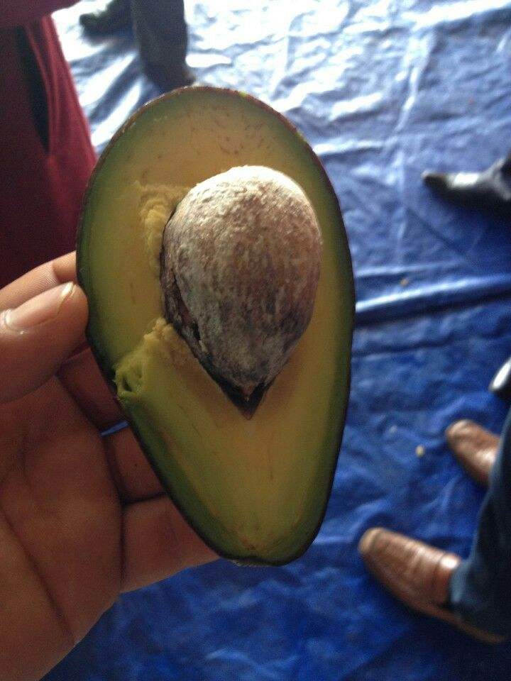 PREMIUM VIETNAMESE FRESH AVOCADO FOR EXPORT – HASS & FUERTE VARIETIES, WHOLESALE BULK SUPPLY 3