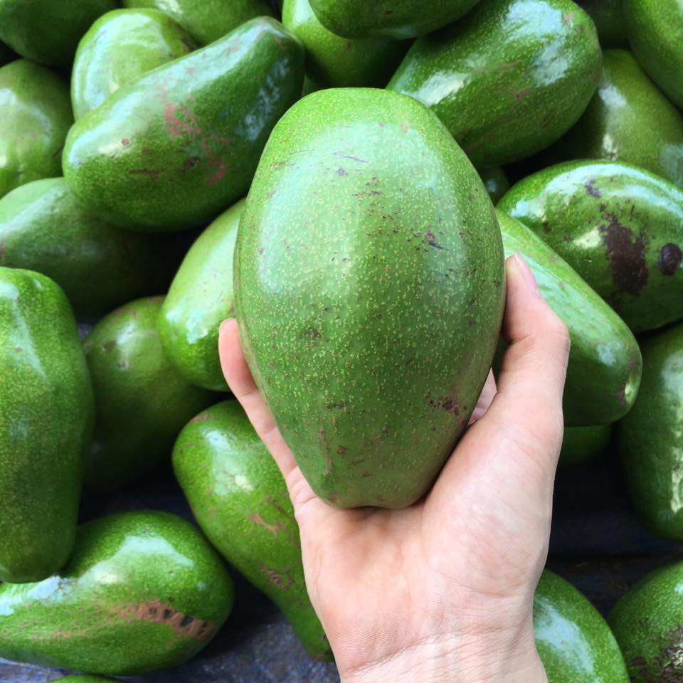 PREMIUM VIETNAMESE CUI AVOCADO FOR EXPORT – FRESH AVOCADO WHOLESALE BULK SUPPLY