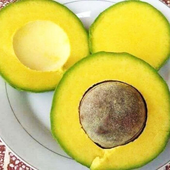 PREMIUM VIETNAMESE CUI AVOCADO FOR EXPORT – FRESH AVOCADO WHOLESALE BULK SUPPLY 2