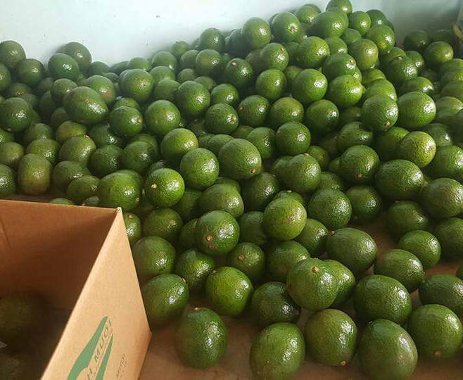 PREMIUM VIETNAMESE CUI AVOCADO FOR EXPORT – FRESH AVOCADO WHOLESALE BULK SUPPLY 3