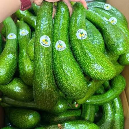 PREMIUM VIETNAMESE DAI AVOCADO FOR EXPORT – FRESH LONG AVOCADO WHOLESALE SUPPLY