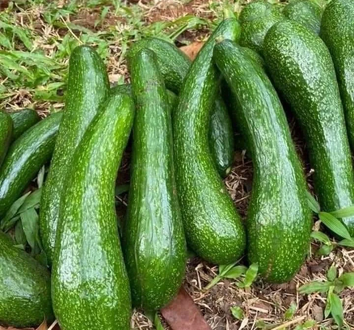 PREMIUM VIETNAMESE DAI AVOCADO FOR EXPORT – FRESH LONG AVOCADO WHOLESALE SUPPLY 2