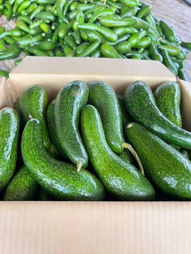 PREMIUM VIETNAMESE DAI AVOCADO FOR EXPORT – FRESH LONG AVOCADO WHOLESALE SUPPLY 3