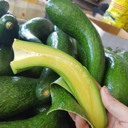 PREMIUM VIETNAMESE DAI AVOCADO FOR EXPORT – FRESH LONG AVOCADO WHOLESALE SUPPLY 4