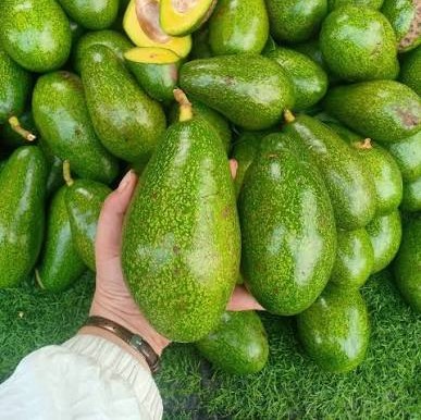 PREMIUM VIETNAMESE KON TUM AVOCADO FOR EXPORT – FRESH AVOCADO WHOLESALE & BULK SUPPLY