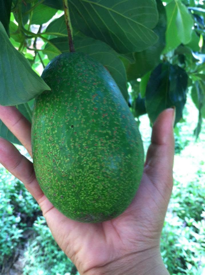 PREMIUM VIETNAMESE KON TUM AVOCADO FOR EXPORT – FRESH AVOCADO WHOLESALE & BULK SUPPLY 2