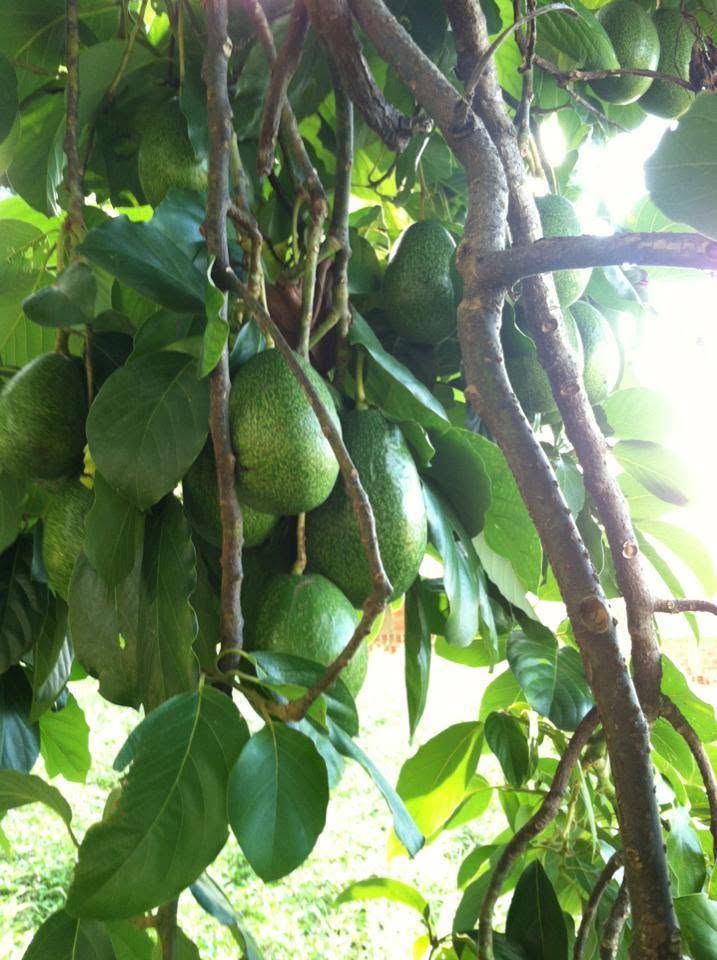 PREMIUM VIETNAMESE KON TUM AVOCADO FOR EXPORT – FRESH AVOCADO WHOLESALE & BULK SUPPLY 3