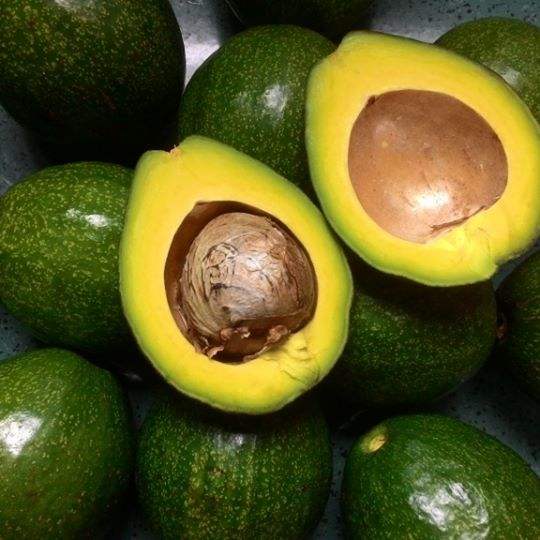 PREMIUM VIETNAMESE KRONG PAC AVOCADO FOR EXPORT – FRESH AVOCADO WHOLESALE & BULK SUPPLY