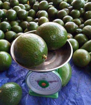 PREMIUM VIETNAMESE KRONG PAC AVOCADO FOR EXPORT – FRESH AVOCADO WHOLESALE & BULK SUPPLY 4