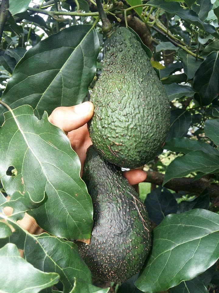 PREMIUM VIETNAMESE FRESH GREEN AVOCADO FOR EXPORT – MOUNTAIN-GROWN AVOCADOS, CLEAN SKIN & WHOLESALE SUPPLY 2
